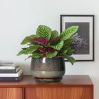 G EPGardening 6 Inch Plant Pot - Image 2