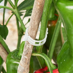 200 Pcs Plant Support Clips, Plastic Clips - Image 9
