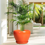 Indoor Plant Pot 8 Inch - Image 4