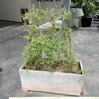 Plant Stakes, 12 Inches Natural Garden Bamboo Sticks, BOVITRO 20Pcs Plant - Image 6