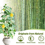 Avalution 10 Pack Bamboo Trellis - Image 3