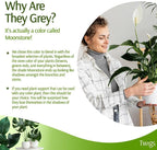 Plant Support Stakes for Indoor & Outdoor Use, Durable Trellis Alternative for - Image 5