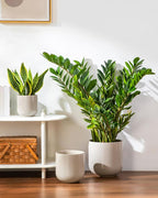 vancasso 6+8+10 inches Ceramic Plant Pots, Planters - Image 6