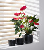 Ton Sin Plant Pots, 4.1+5.1+6.5 inch, Ceramic Planters - Image 6