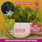 GARDENIX DECOR 11'' Self Watering Hanging planters - Image 5