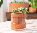 Phoenix Vine 4 Inch Self Watering Planter Pot, Terracotta Clay Pot - Image 7