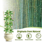 Avalution 10 Pack Bamboo Trellis - Image 3
