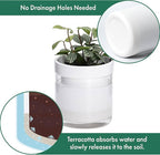 Phoenix Vine 4 Inch Self Watering Planter - Image 4