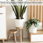 Ollas Plant Watering Globes - Image 7