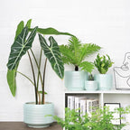 10 Inch Ceramic Plant Pot with Drainage – Large Flower Pot - Image 4