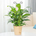 4P Plant Trellis for Potted Plants, Larger 23in Garden Trellis for Climbing - Image 8