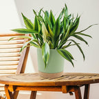 QCQHDU 8 inch Plant Pot, 2 Pack Planters - Image 5