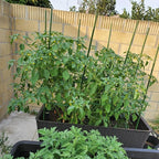 Garden Plant Stakes 48 Inch 4Ft Steel Plant Stick Support, 25 Pack Tomato Stakes - Image 4