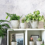 6 Inch Ceramic Planter Pots - Image 5