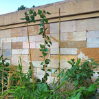 10 Pack 4ft Bamboo Trellis for Climbing Plants - Image 5