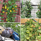 VIVOSUN 2 x 4Ft. Elastic Trellis Netting - Image 6