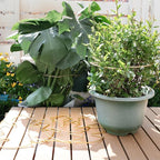 5PCS Monstera Plant Stem Support - Image 8
