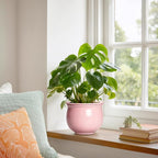 African Violet Pots, 6 Inch Ceramic Easy Self Watering Pots - Image 4
