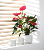 Ton Sin Plant Pots, 4.1+5.1+6.5 inch, Ceramic Planters - Image 4