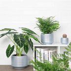 8 Inch + 6 Inch Ceramic Plant Pots Indoor - Image 4