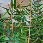 10 Pack 2ft Bamboo Trellis for Climbing Plants-Natural Garden Ladder Trellis - Image 6