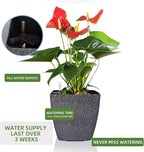 Dexceder 15x14 Self Watering Planter - Image 5