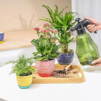 Selamica Ceramic Succulent Pots - Image 5