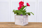 Wooden Planter Box, Rustic Whitewash - Image 6