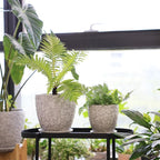 8 Inch + 6 Inch Retro Ceramic Planter Set of 2 - Image 7