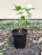 10 Pack Plastic Black Plant Pots Nursery Gardening Planters 4 in to 7.5 Inch - Image 5