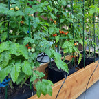 Garden Plant Stakes 48 Inch 4Ft Steel Plant Stick Support, 25 Pack Tomato Stakes - Image 2