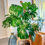 2 Pack 60 Inch Moss Pole Monstera Plant Support, Coir Moss Poles - Image 7