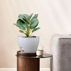 10 inch Self Watering Pots, Plant Pots - Image 2