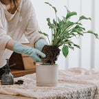 5.8 Inch Plant Pot: Ceramic Planter - Image 6