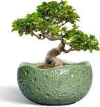 Ceramic Pots for Plants by Thirtypot
