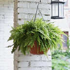 YIKUSH Hanging Planter for Indoor and Outdoor Plants 2 Pack 12 inch Flower Pot - Image 4