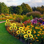 Solar Sunflower Lights, 800mA Solar Garden Light - Image 7
