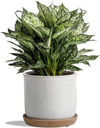 8 Inch Plant Pot: Ceramic Planter by Chubacoo