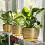 SQOWL Ceramic Planter for Indoor Plants - Image 6
