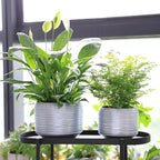8 Inch + 6 Inch Ceramic Plant Pots Indoor - Image 5