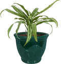 Sunnydaze Large Ceramic Plant Pot by SunnydazeDecor