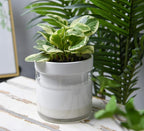 Phoenix Vine 6 Inch Self Watering Planter - Image 5
