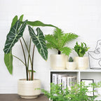 10 Inch Ceramic Plant Pot with Drainage – Large Flower Pot - Image 6