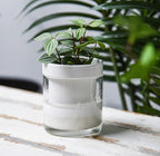 Phoenix Vine 4 Inch Self Watering Planter - Image 2