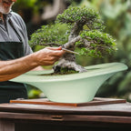 Ceramic Bonsai Pots - Image 4