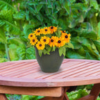 Sunnydaze Round Ceramic Planter - Image 9