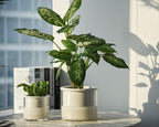 Phoenix Vine 6 Inch 4 Inch Self Watering Planter Pots, Design White Terracotta - Image 7
