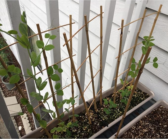 Avalution 10 Pack Bamboo Trellis - Image 8