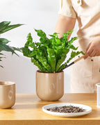 vancasso Ceramic Plant Pots, 4+5+6 inches, Planters - Image 8
