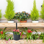 KINGLAKE Flower Pots - Image 6